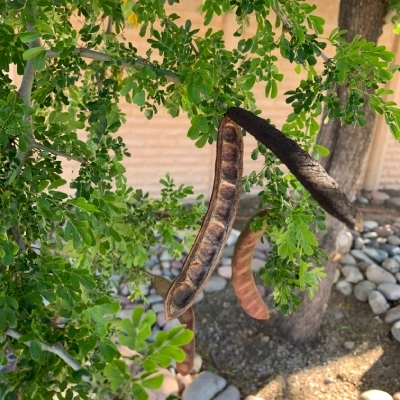 Ebenopsis ebano tree growing in Gilbert, AZ.