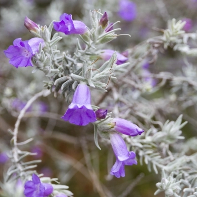 Eremophila shrub growing in Chandler, AZ.