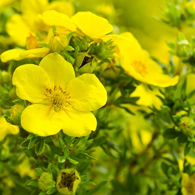 Evening Primrose plant growing in landscape in Gilbert, AZ.