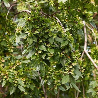 Evergreen elm tree in Mesa, AZ.