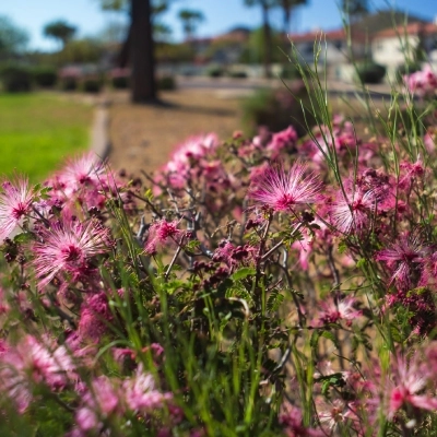 Fairy duster plants growing in Mesa, AZ.