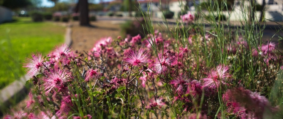Fairy duster planted in garden in Gilbert, AZ.