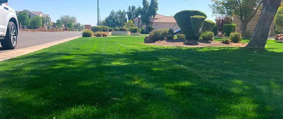 Fertilized home lawn near Queen Creek, AZ.