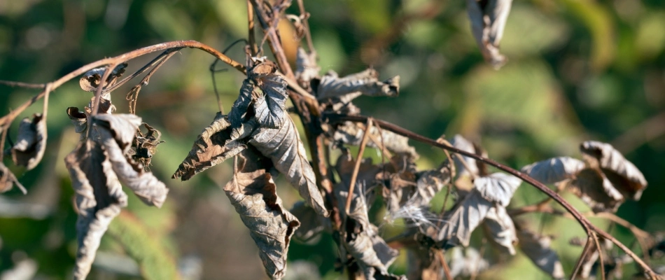 Fire blight tree disease found in homeowner's tree in Mesa, AZ.