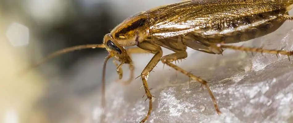 German cockroach in a home near Mesa, AZ.