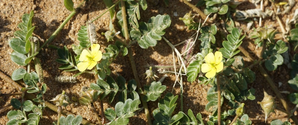 Goathead weed found in client's property in Chandler, AZ.