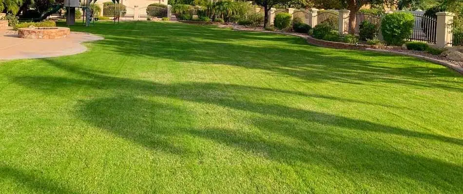 Chandler, AZ home lawn after mowing services.