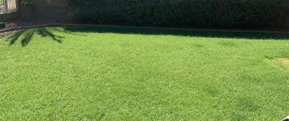 Lush, green grass near Gilbert, AZ.