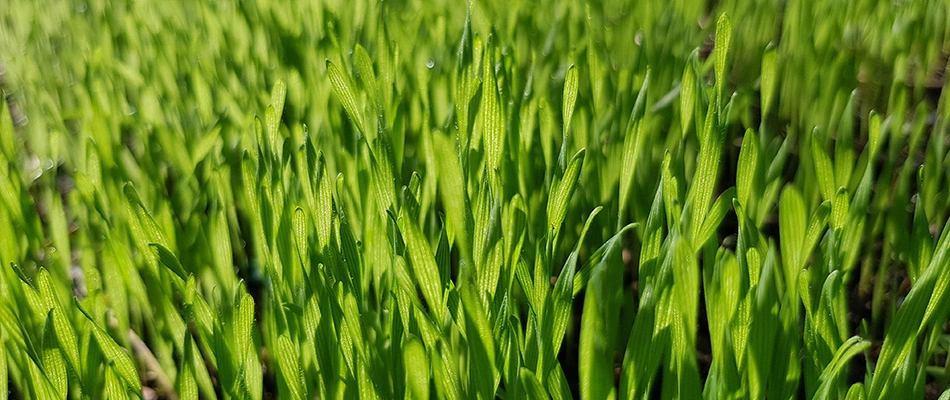 Green ryegrass lawn in Mesa, AZ.