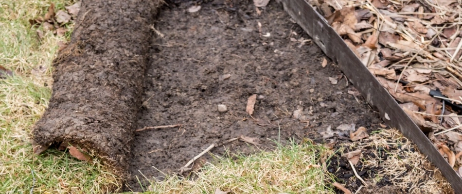Grub damage with carpet pull like lawn in Mesa, AZ.