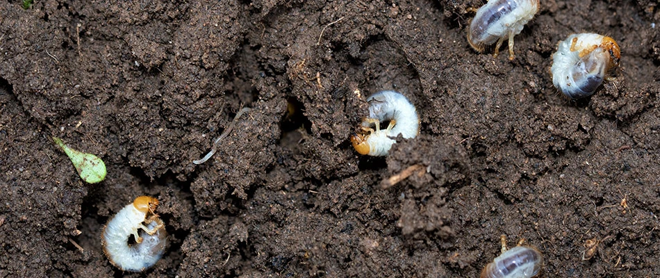 Grubs found under lawn after digging in Queen Creek, AZ.