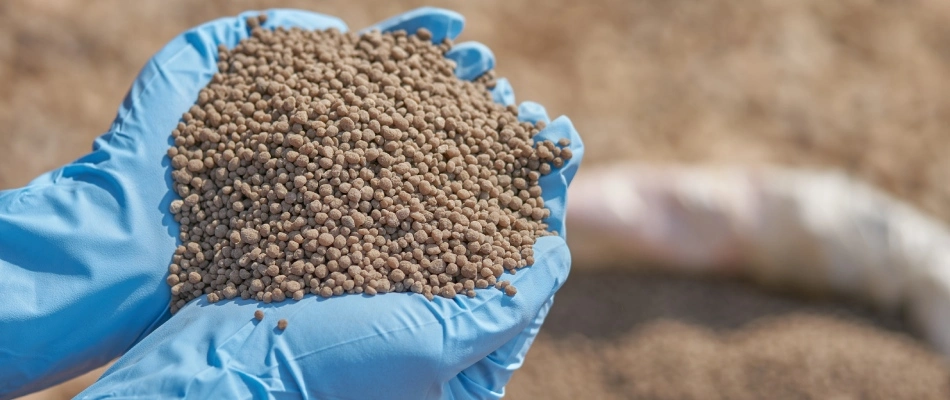 Handful of phosphorus nutrient that is in fertilizer treatments in Gilbert, AZ.