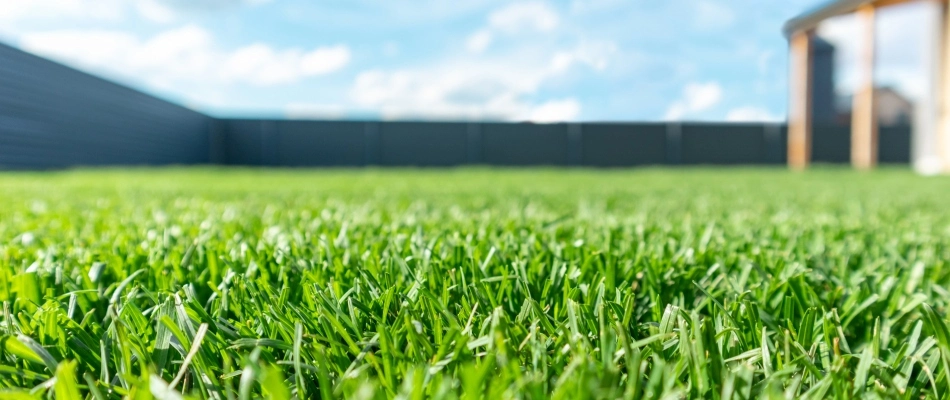 Healthy vibrant grass after aeration services in Chandler, AZ.