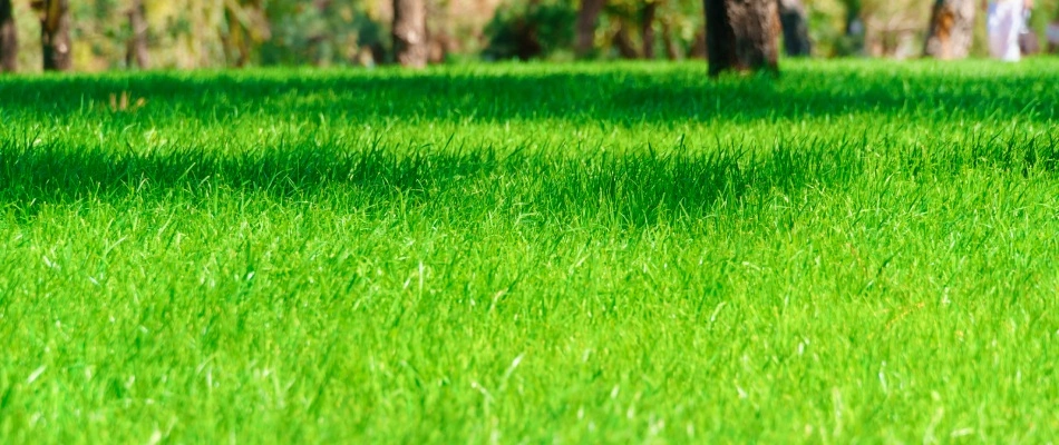 Healthy vibrant green lawn after overseeding services in Mesa, AZ.