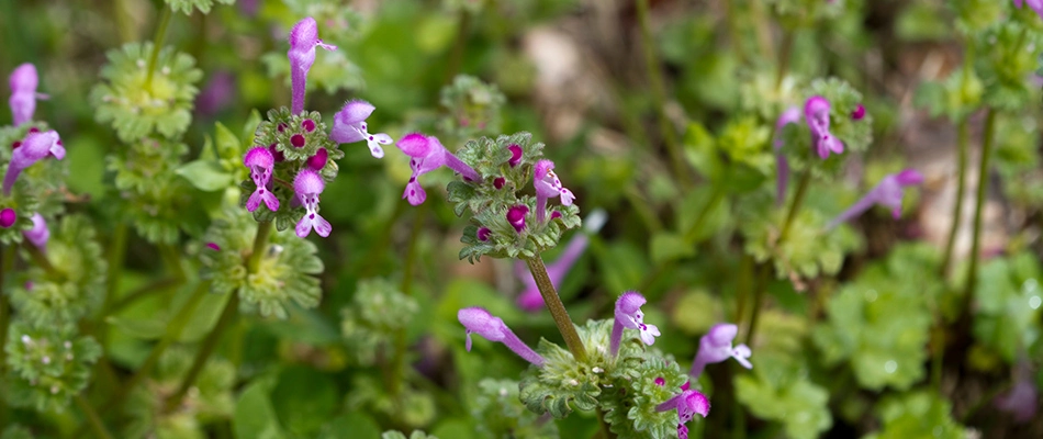 Henbit weeds growing in landscape in Gilbert, AZ.