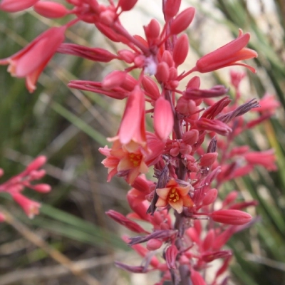 Hesperaloe plant growing in landscape in Chandler, AZ.
