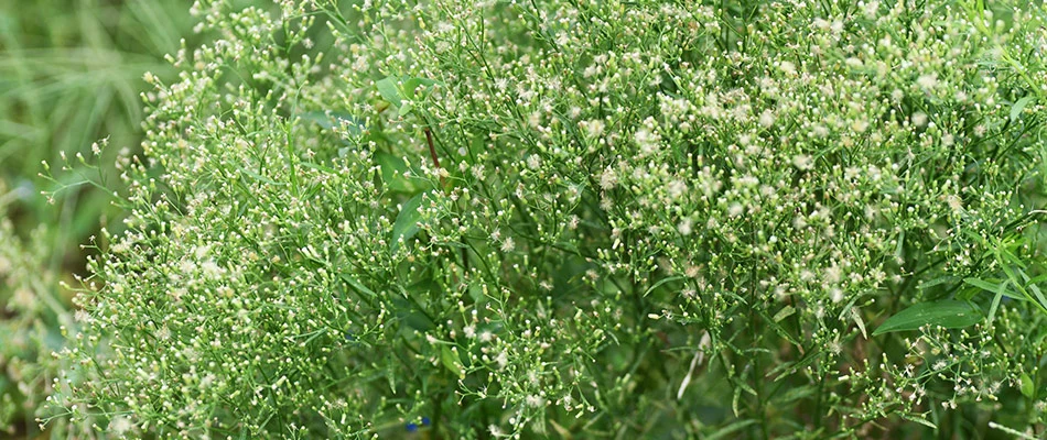 Horseweed growing in landscape in Queen Creek, AZ.