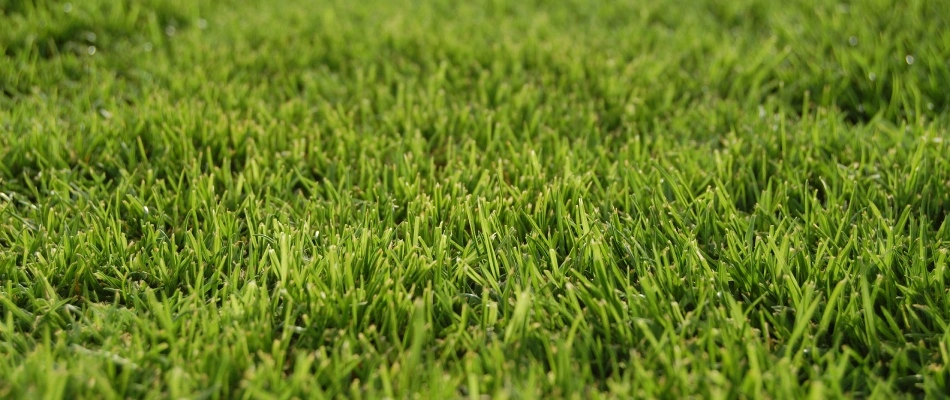 Jagged edged grass blades due to dull blade in Gilbert, AZ.