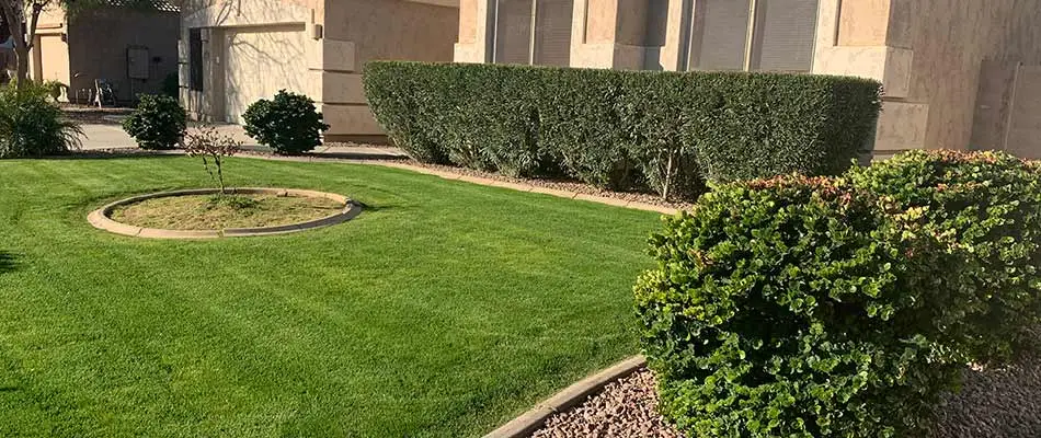 Chandler, Arizona property with landscape trimming and lawn care services.