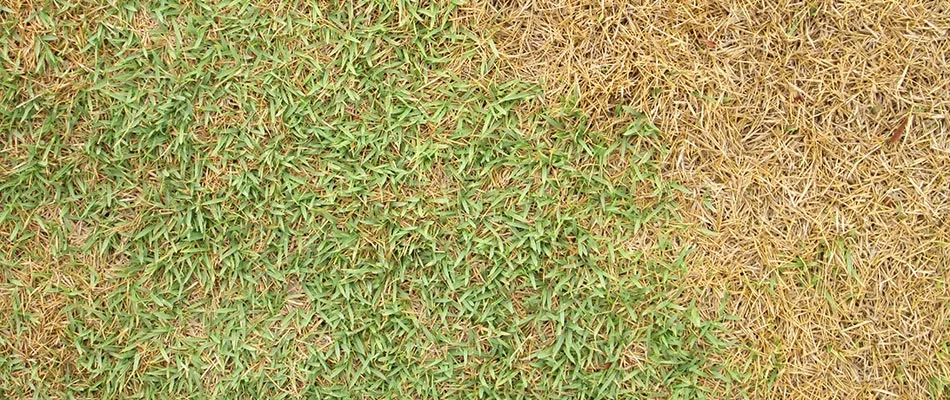 Root rot in lawn in Chandler, AZ.