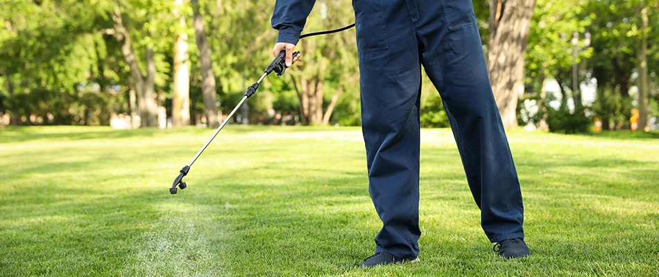 Lawn tech applying fertilizer to aerated lawn in Gilbert, AZ.