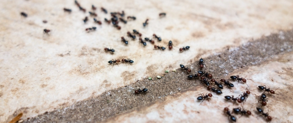Line of ants crawling on property in Mesa, AZ.