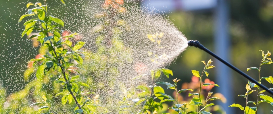 Fertilizer treatment for tree and shrub plants applied in Mesa, AZ.