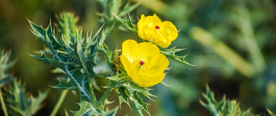 Mexican poppy plant in Chandler, AZ.