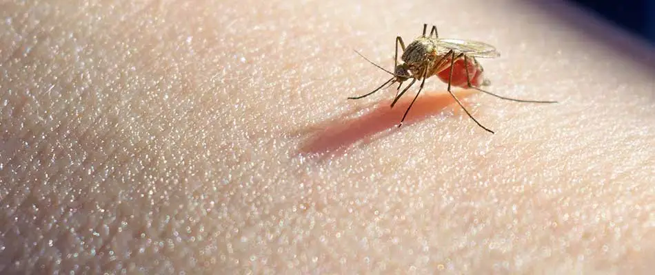 Mosquito biting someone's arm near Gilbert, AZ.