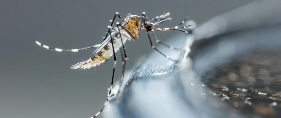 Mosquito on a bird bath in Gilbert, AZ.