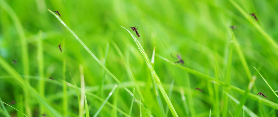 Mosquitoes swarming in lawn grass near Mesa, AZ.