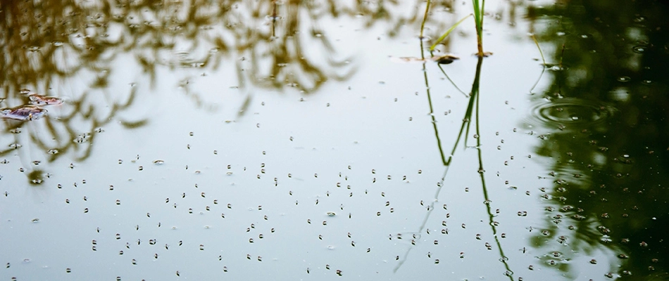 Mosquitoes and their eggs laying on top of water in Chandler, AZ.
