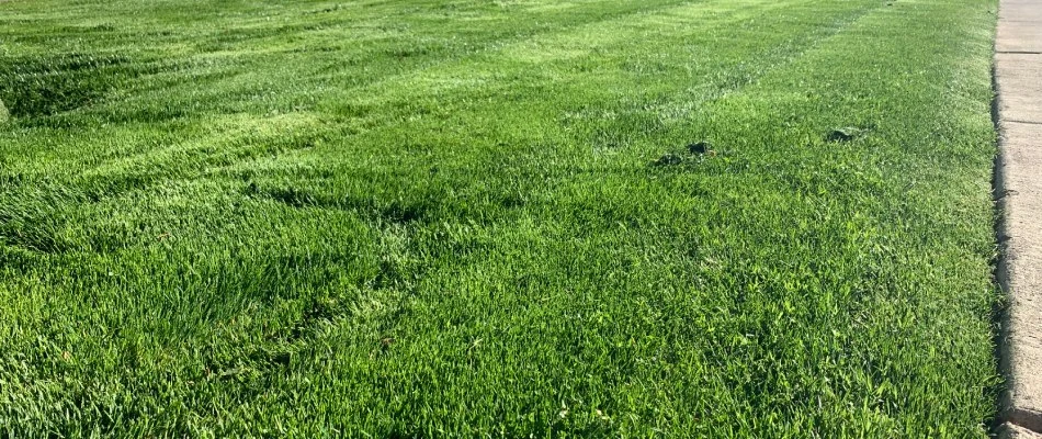 Mowed lawn during the spring season in Mesa, AZ.