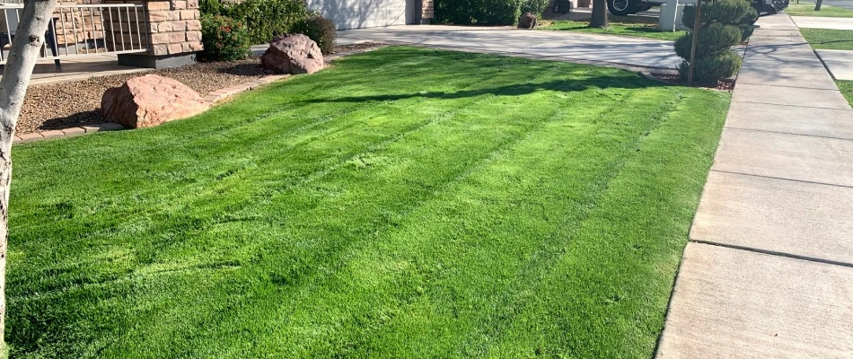 Mowed lawn with stripe patterns added in Gilbert, AZ.