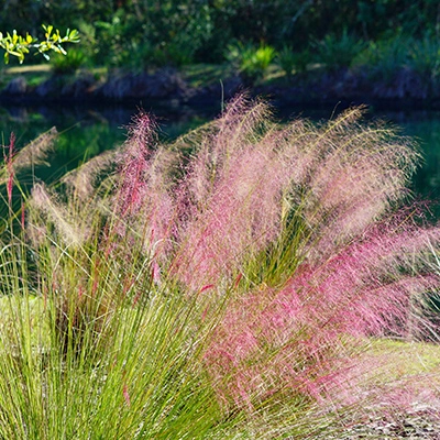 Muhlenbergia decorative grass in Mesa, AZ.