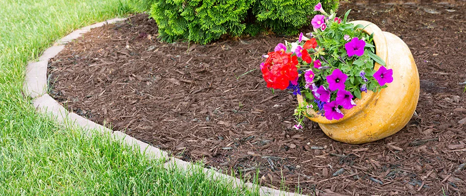 Mulch added to landscape bed in Chandler, AZ.