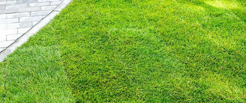 New sod installation at a home in Chandler, AZ.