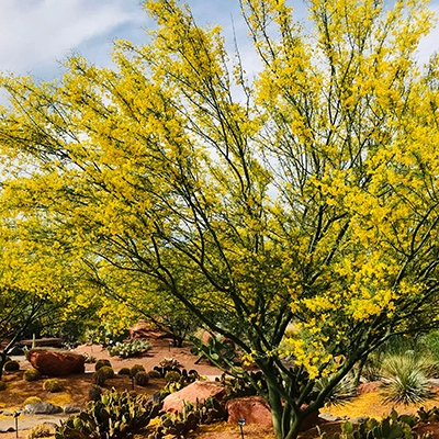 Palo verde tree growing in landscape in Chandler, AZ.