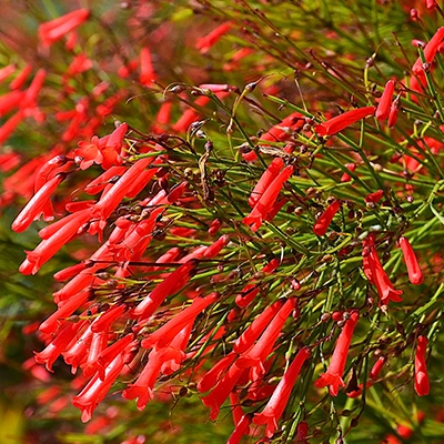 Penstemon planting growing in Mesa, AZ.