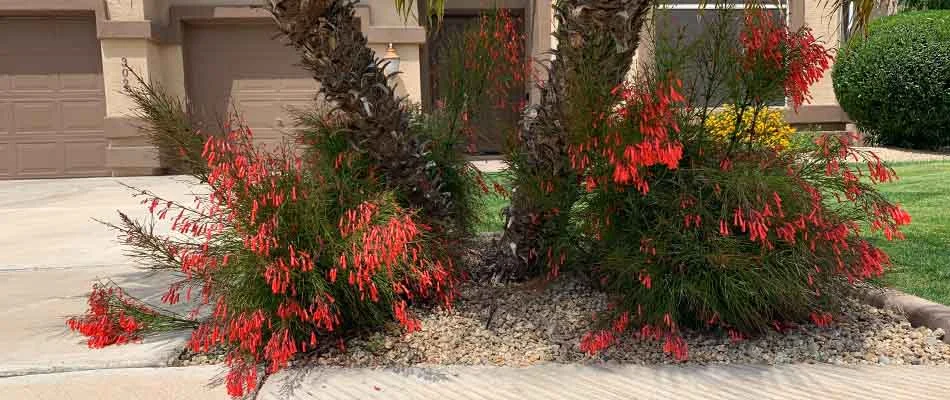 Beautiful flowering plants installed at a home outside Chandler, AZ.