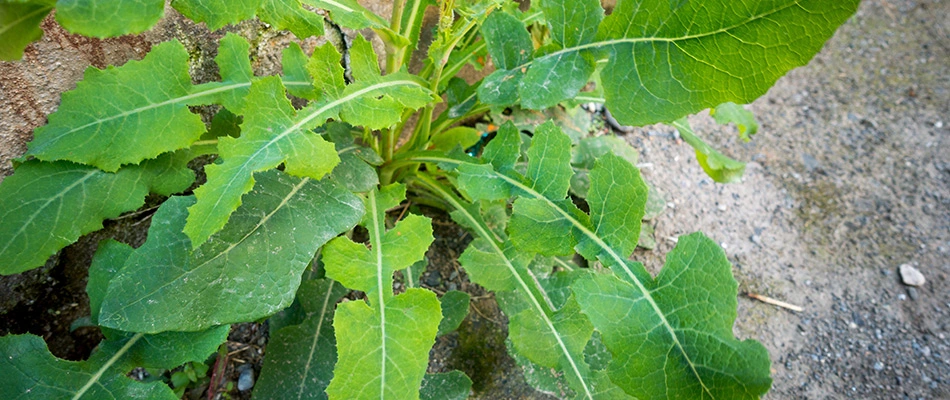 Prickly lettuce growing in landscape in Chandler, AZ.