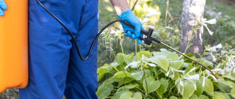Professional applying pre-emergent weed control to landscape bed in Chandler, AZ.