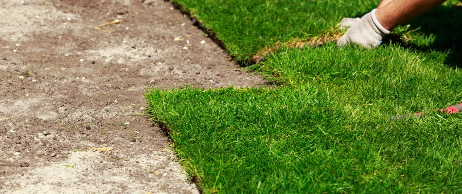Professional installing bermudagrass sod squares to lawn in Mesa, AZ.