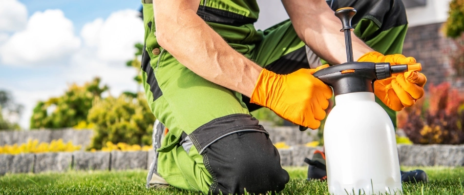 Professional prepping pest control treatment in Gilbert, AZ.