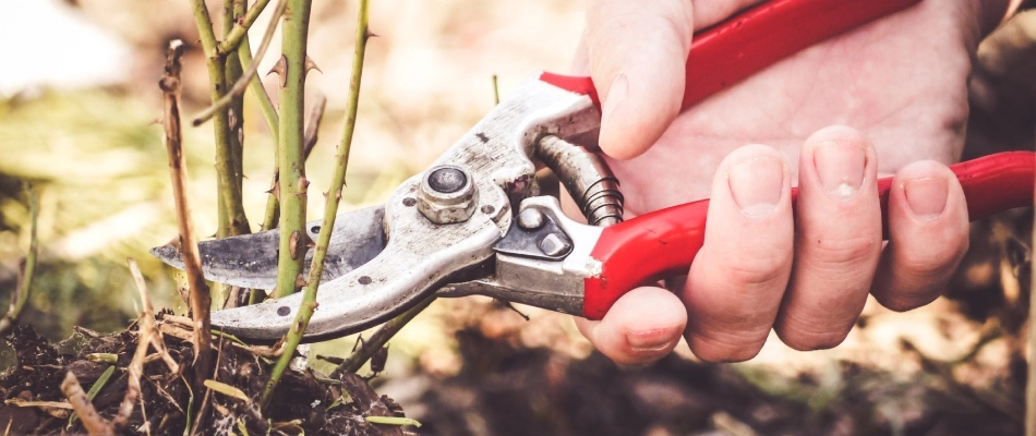 Professional pruning plant in landscape bed in Gilbert, AZ.