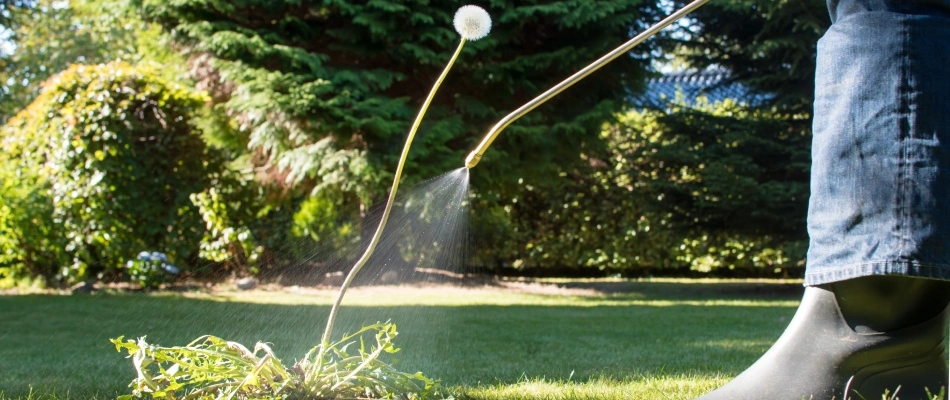 Professional spraying dandelion in lawn in Chandler, AZ.