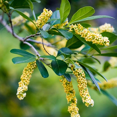 Prosopis tree growing in Chandler, AZ.