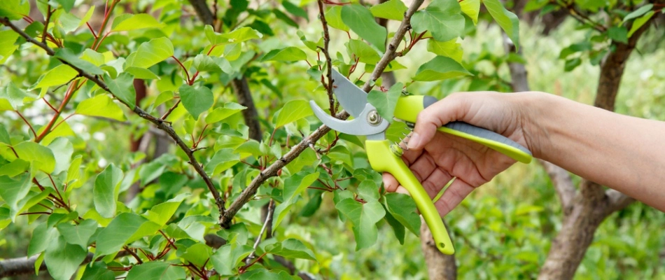 Pruning a damaging tree branch in landscape in Gilbert, AZ.