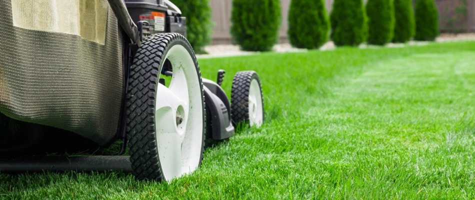 Push mower over new sod in lawn in Mesa, AZ.