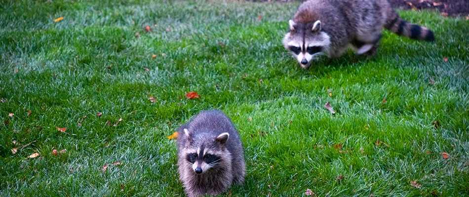 Racoons on lawn due to grub infestation in Mesa, AZ.